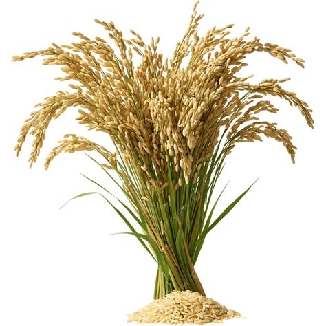 golden rice plant  grains  agricultural  organic farming