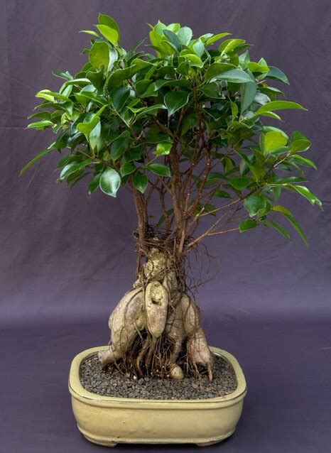 Ginseng Ficus Bonsai Tree Ficus Retusa