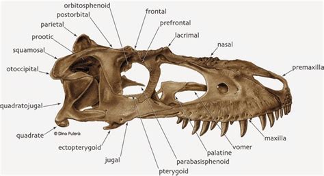 Dinosaur Skull Anatomy