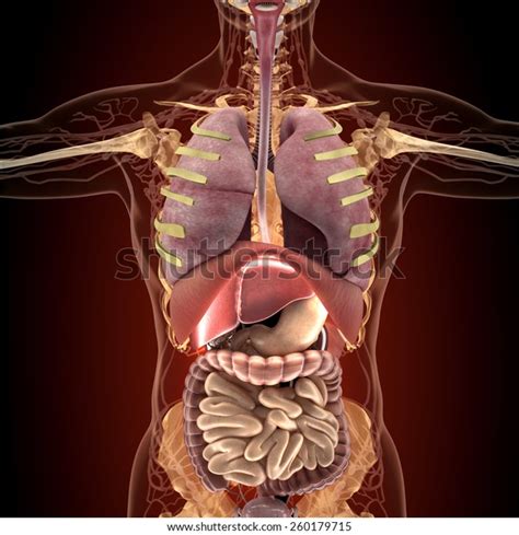 Anatomy Human Organs Xray View High Stock Illustration 260179715