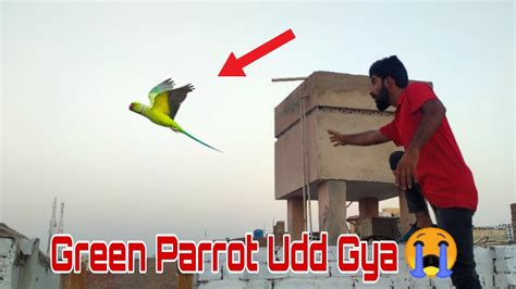 Hamara Green Parrot Udd Gya How To Catch Parrot Pigeon Bemar Ho Gay Parrot Birds Vlogs