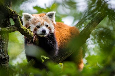 Panda vermelho características da espécie Escola Kids