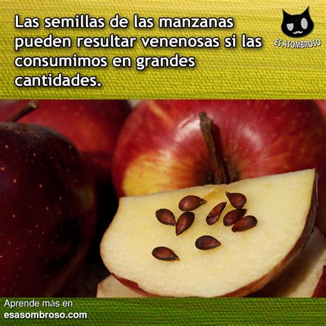 Lista Foto Que Contiene La Semilla De La Manzana Actualizar