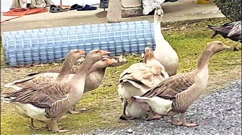 Meeting Eight Geese African And Toulouse After The Create A New Hybrid