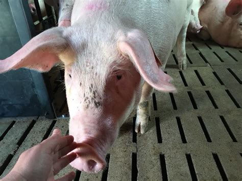 Nos Beaux Cochons Au Paradis Du Porc