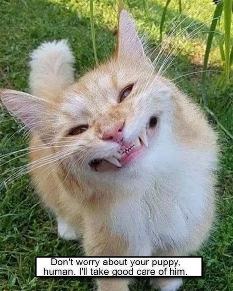 Dont Worry Be Happy Lolcats Lol Cat Memes Funny Cats Funny