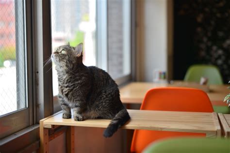 猫好きにおススメ♡猫カフェ関東3選 【ペットの写真を送るだけ！世界に一つだけのオリジナルアクリルフィギュアに大変身！】