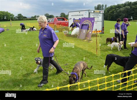 Dog show competition in UK Stock Photo - Alamy