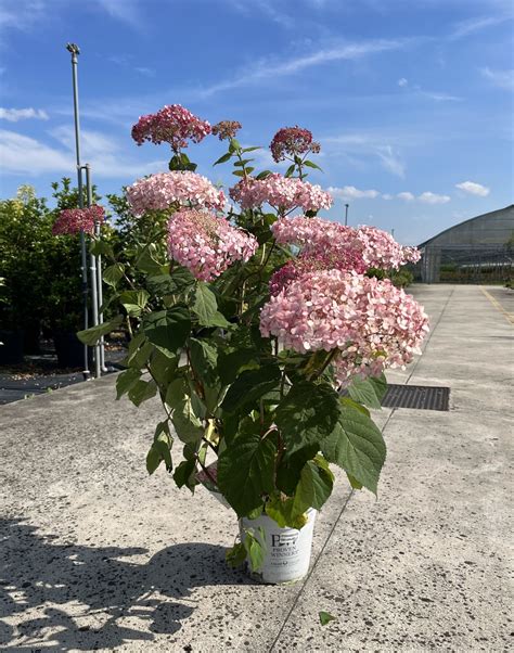 Hydrangea Arborescens Pink Annabelle V Ortensia