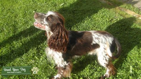 Chocolate Roan Cocker Spaniel Stud Dog In Hampshire The United