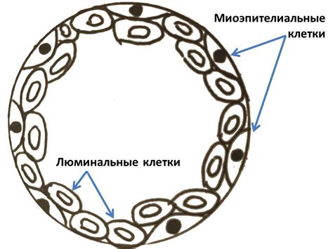 Атлас раннего выявления рака молочной железы
