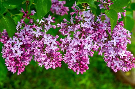 Flowers Lilacs Purple Free Photo On Pixabay Pixabay