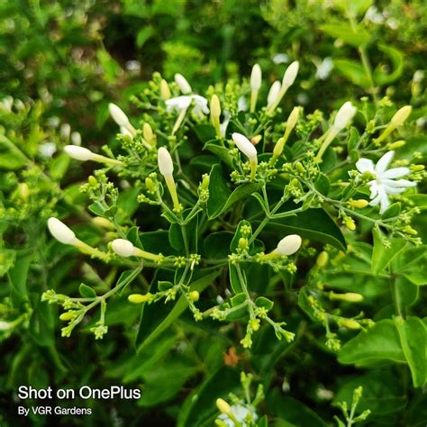 Jasminum Auriculatum Juhi Mullai Poo Live Plant Vgr Gardens