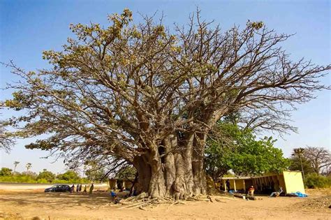 The Baobab Tree The African Super Tree Meet Africa Travel