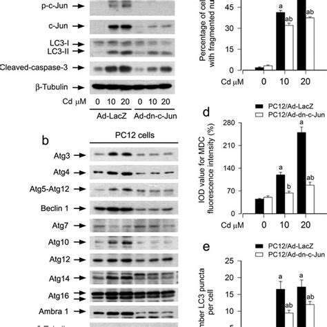 Ectopic Expression Of Dominant Negative C Jun Attenuates Cd Induced