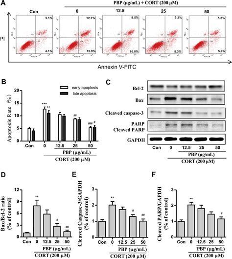 Effect Of Pbp On Apoptosis And The Levels Of Apoptosis Related Proteins