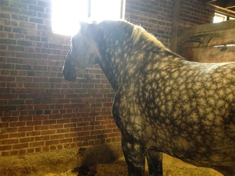 Amish Horses: Percheron Horse Show