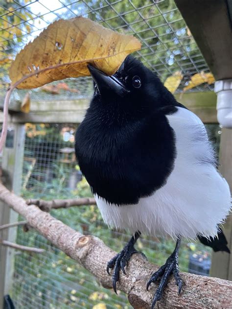 Sophie The Magpie Nature S Beauty