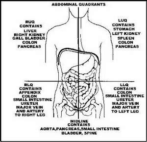 The four quadrants of the abdomen