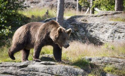 Wildlife of Asturias: discover brown bears, wolves, and wild cats!