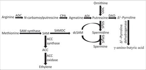 Full Article Polyamines And Abiotic Stress Tolerance In Plants