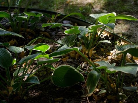 Plantes Pour L Ombre Compl Te Comment D Terminer La Densit De L