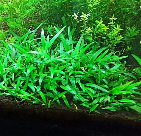 Cryptocoryne Lucens Aquatics World