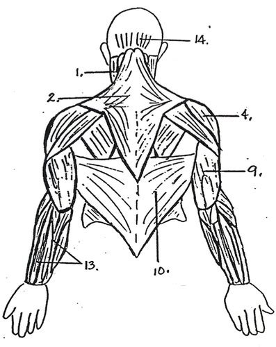 Muscle Labeling Upper Extremity Posterior Flashcards Quizlet