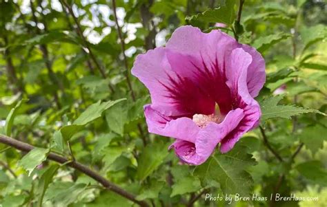 Purple Pillar Rose of Sharon Hibiscus Shrub – Bren Haas Website