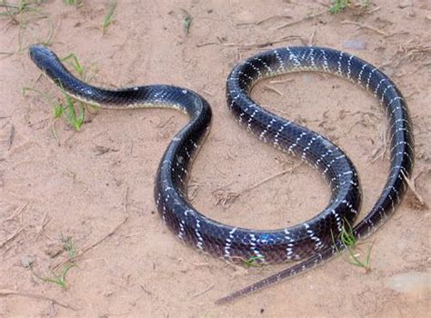 Common Krait Bungarus Caeruleus Wildlife Photo Study Photo