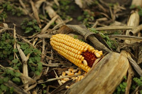 Corn Husk Photos, Download The BEST Free Corn Husk Stock Photos & HD Images