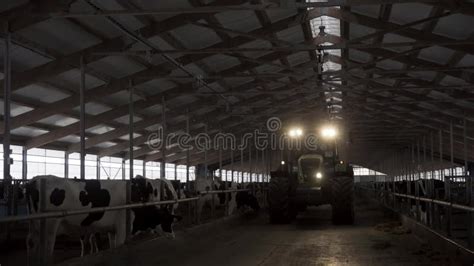 A Feeding Gallery In A Cattle Farm With Cows And Moving Tractor Between