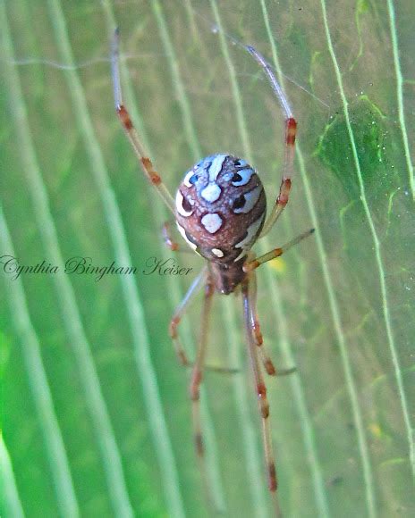 Brown Widow Spider Project Noah