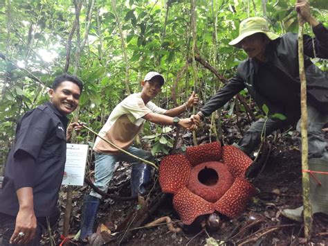 Bunga Langka Raflesia Jenis Arnoldii Ditemukan Mekar Di Obyek Wisata Bukit Soda Tanjung Sungayang