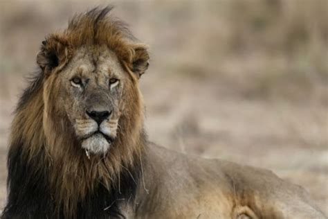 Lions Wreak Havoc On Livestock In Kunene Region The Namibian Farmer