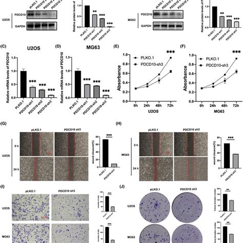 PDCD10 Knockdown Inhibited Osteosarcoma Growth Proliferation