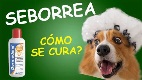 SEBORREA EN PERROS Tratamiento Con DERMODENE SHAMPOO YouTube