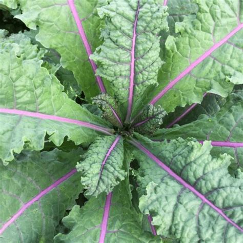 Organic Rainbow Lacinato Kale Fruition Seeds