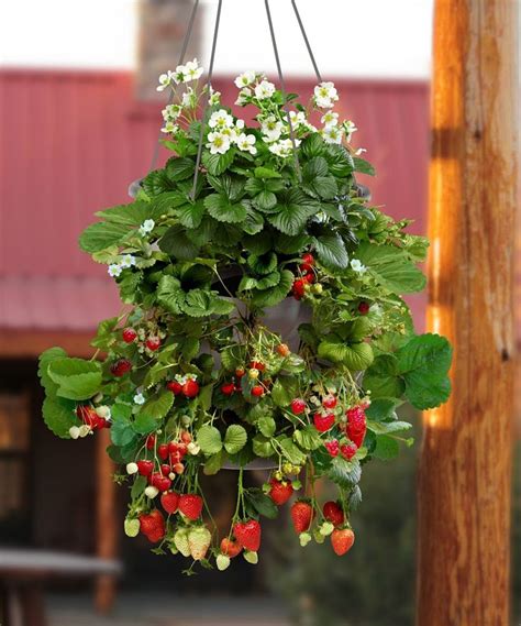 Cottage Farms Direct Homegrown Fragaria Strawberry Hanging Basket Set