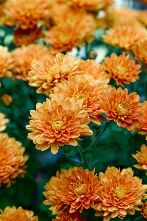 Orange Garden Mums stock photo. Image of flowering, blooming - 2846368