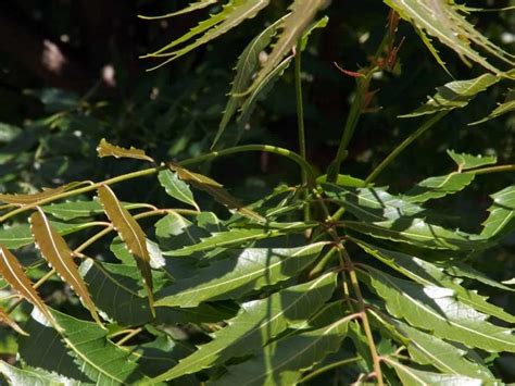 Diario del Yaqui Beneficios del árbol neem en la temporada de lluvias