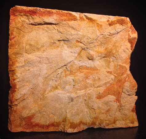 Permian Fossils of the Hunter Valley: Mulbring Quarry Fossils 2012