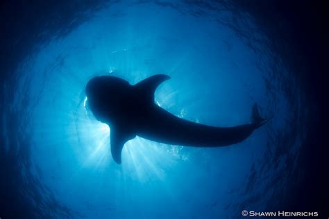 Whale Sharks – Isla Mujeres, Mexico 2012 | Blue Sphere Media