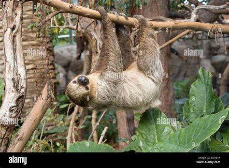 Sloth - hanging at branch Stock Photo: 30107950 - Alamy