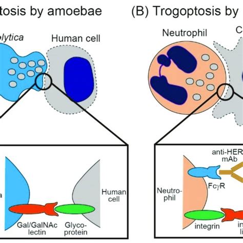 Trogocytosis Mediated Cell Death By Amoebae And Neutrophils A