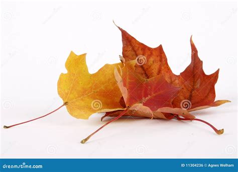 Drying Maple Leaves Stock Photo Image Of Falling Fallen 11304236