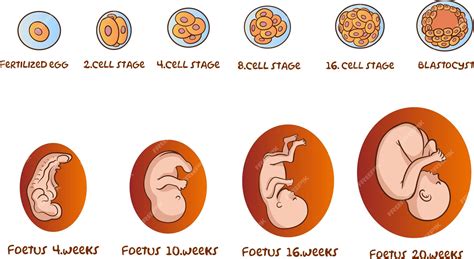 Diagrama Mostrando A Ilustração Vetorial De Desenvolvimento Embrionário