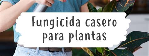 Fungicida Casero Para Plantas 2 Recetas Fáciles Pur Plant