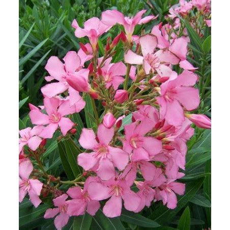 Laurier Rose Ou Nerium Oleander Mile Sahut Laurier