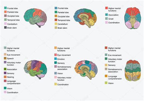 Animal Brain Anatomy